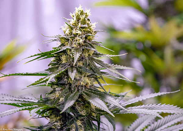 Brothers Grimm Seeds - Green Avenger (reg.)