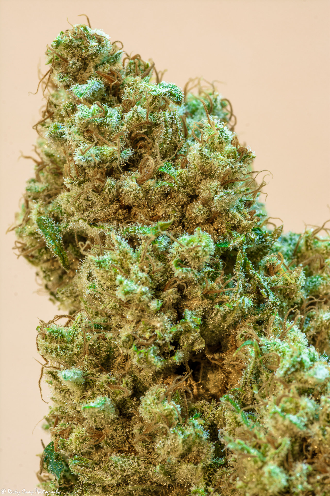 Brothers Grimm Seeds - Princess Haze (fem.)