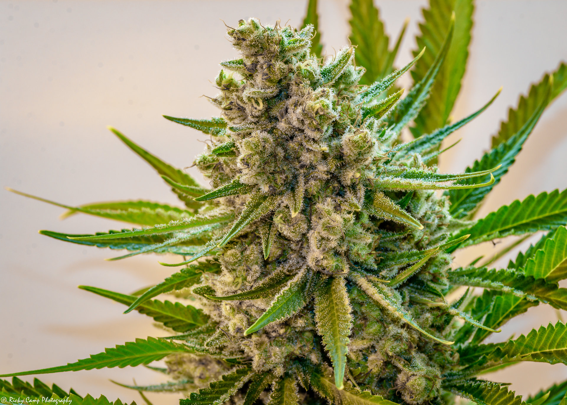 Brothers Grimm Seeds - Princess Haze (fem.)