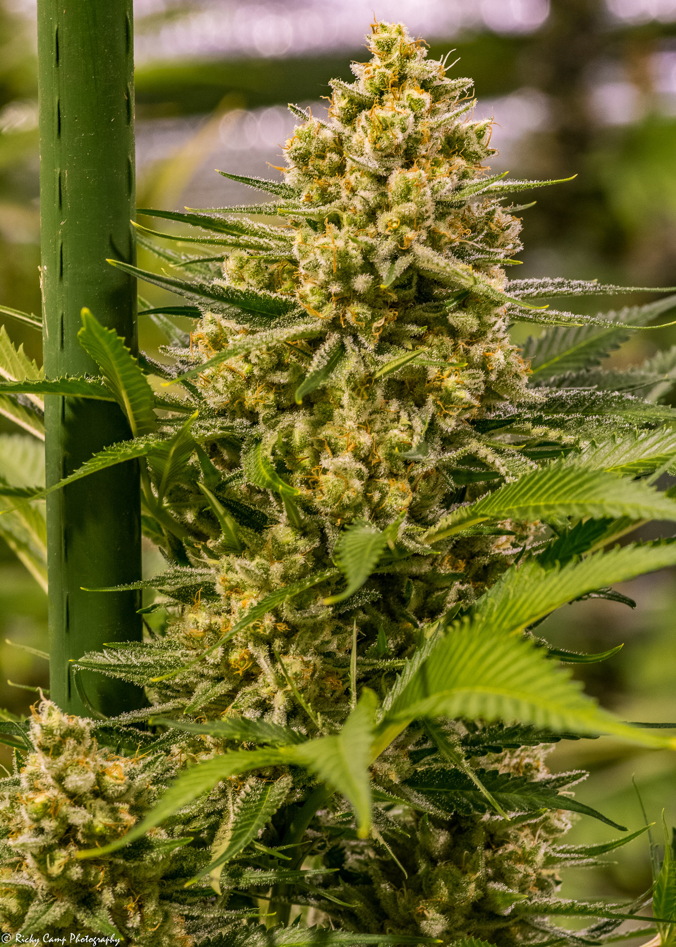 Brothers Grimm Seeds - Princess Haze (fem.)
