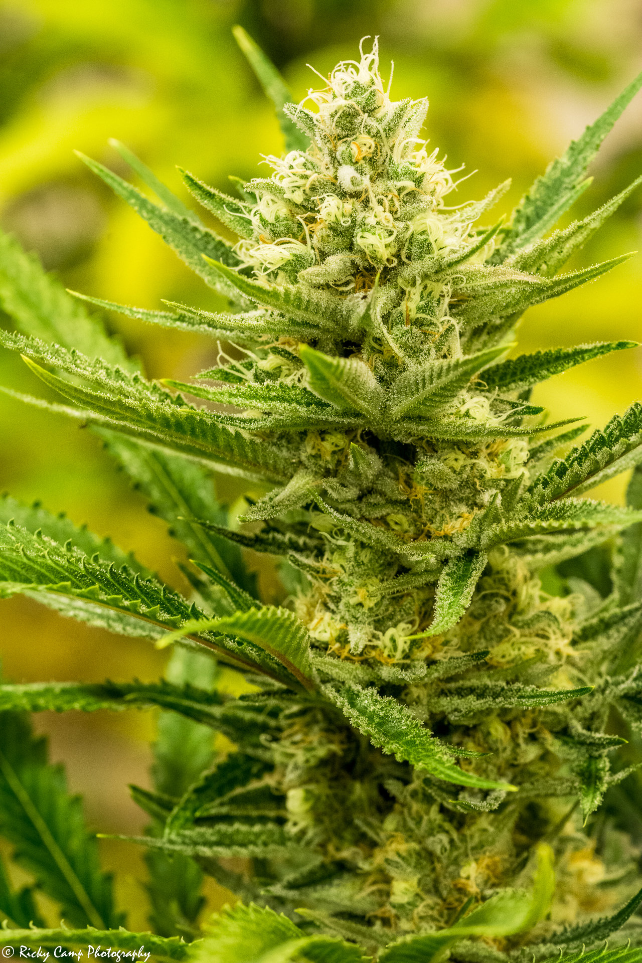 Brothers Grimm Seeds - Queen of Soul (reg.) 🇺🇸