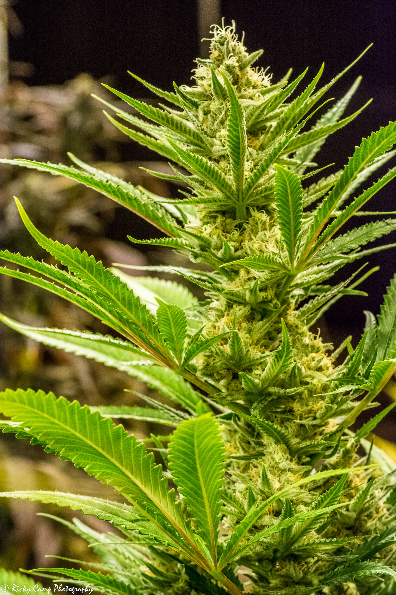 Brothers Grimm Seeds - Queen of Soul (reg.) 🇺🇸