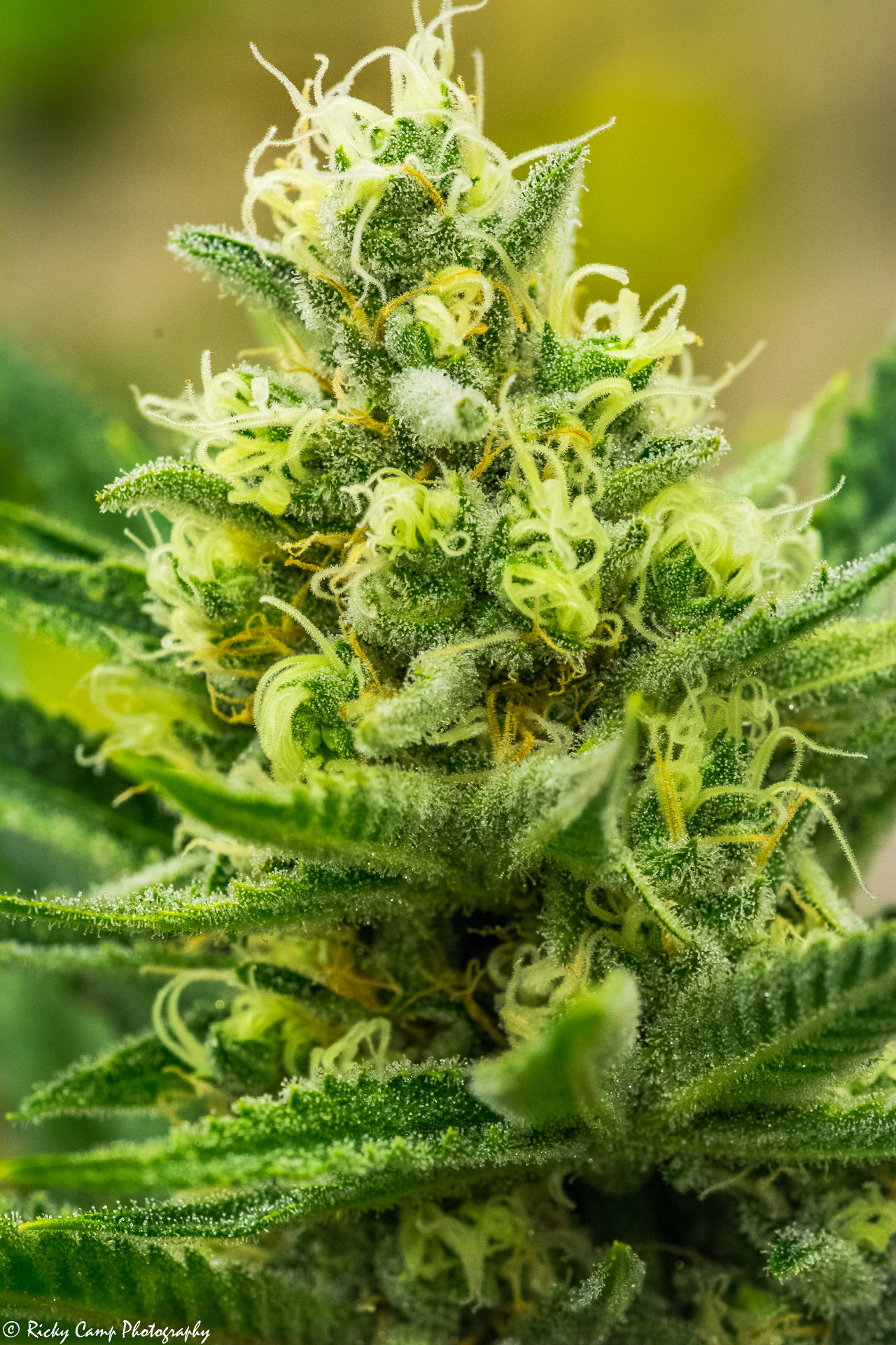 Brothers Grimm Seeds - Queen of Soul (reg.) 🇺🇸