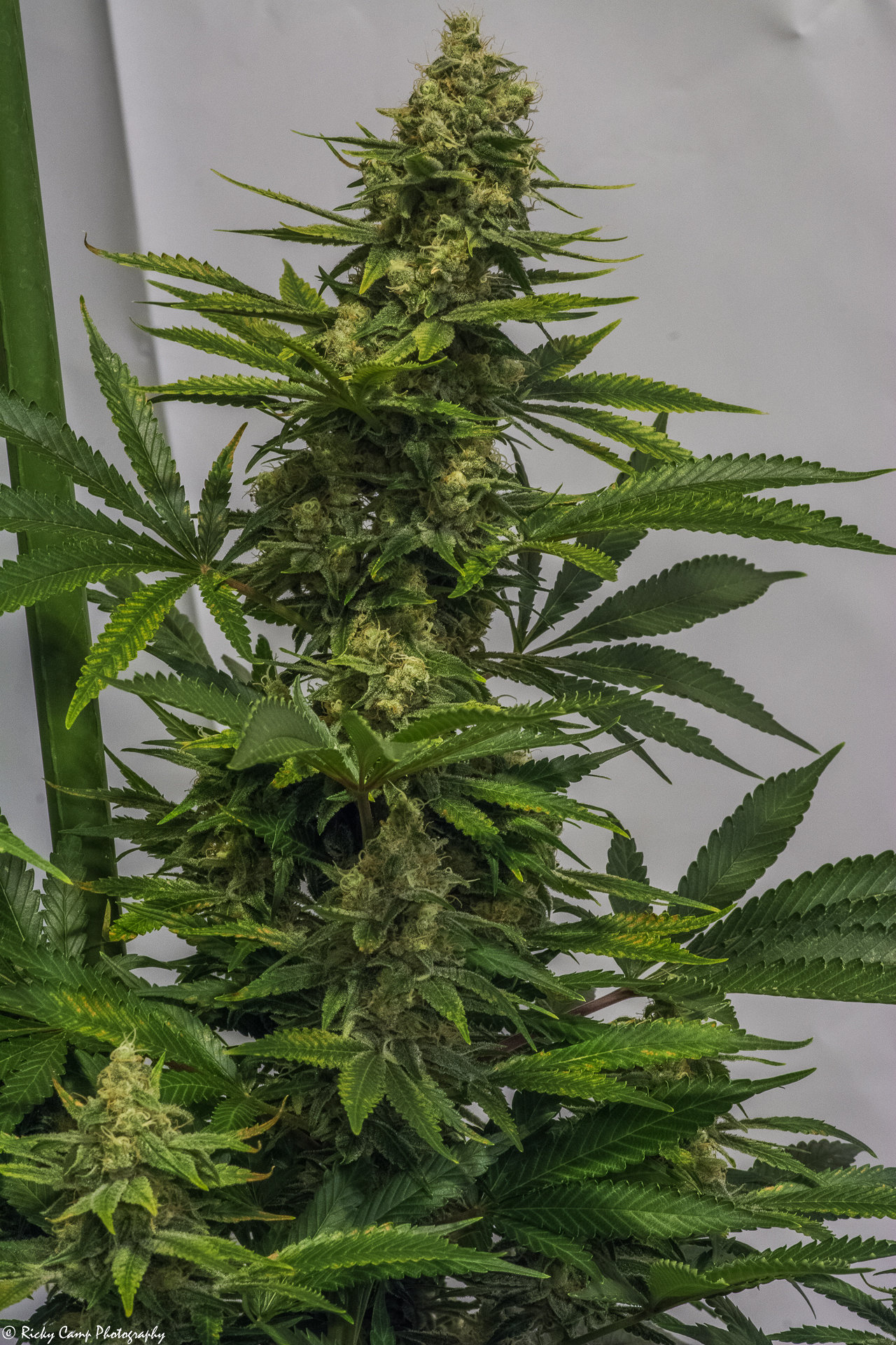 Brothers Grimm Seeds - Rosetta Stone (fem.) 🇺🇸