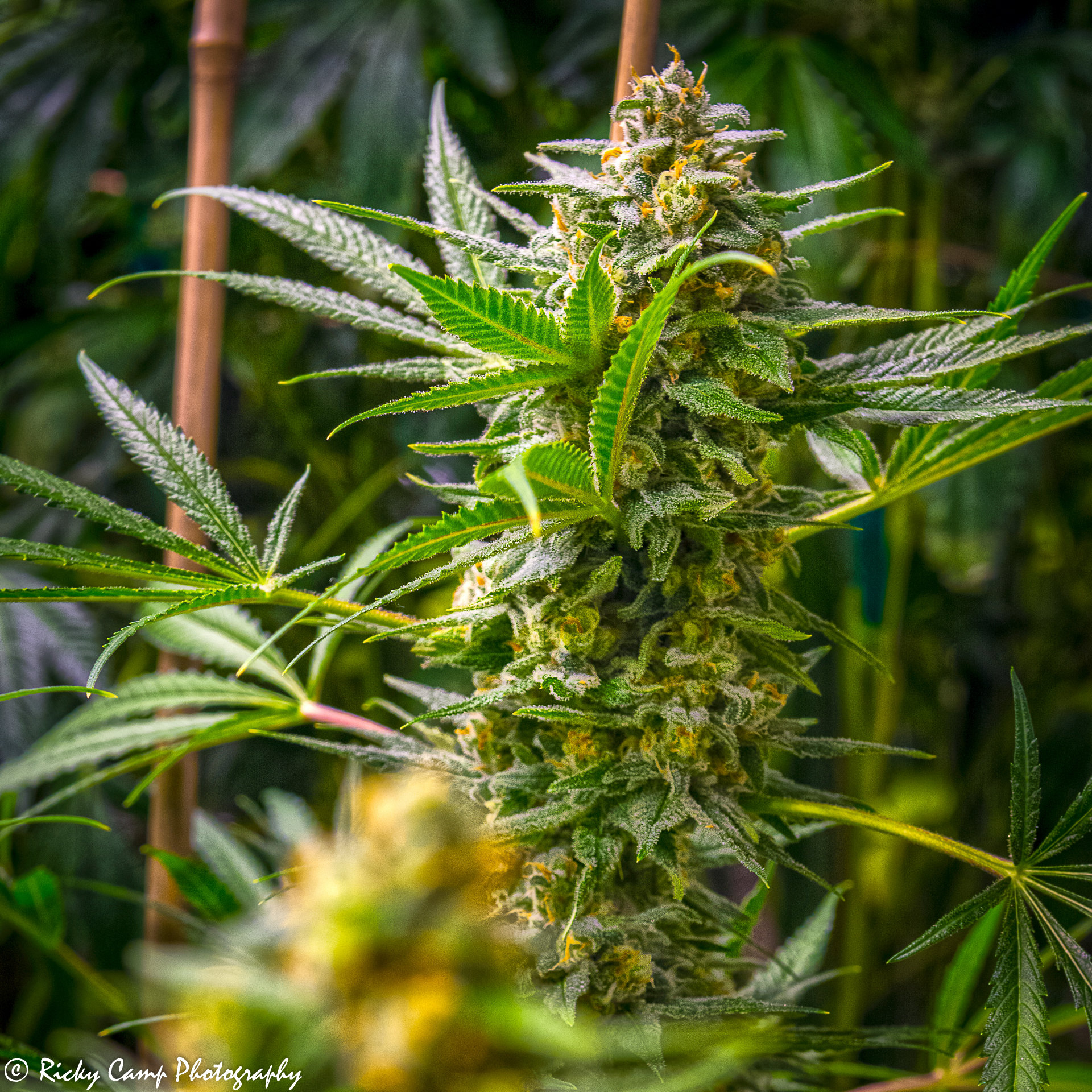 Brothers Grimm Seeds - Rosetta Stone (fem.) 🇺🇸