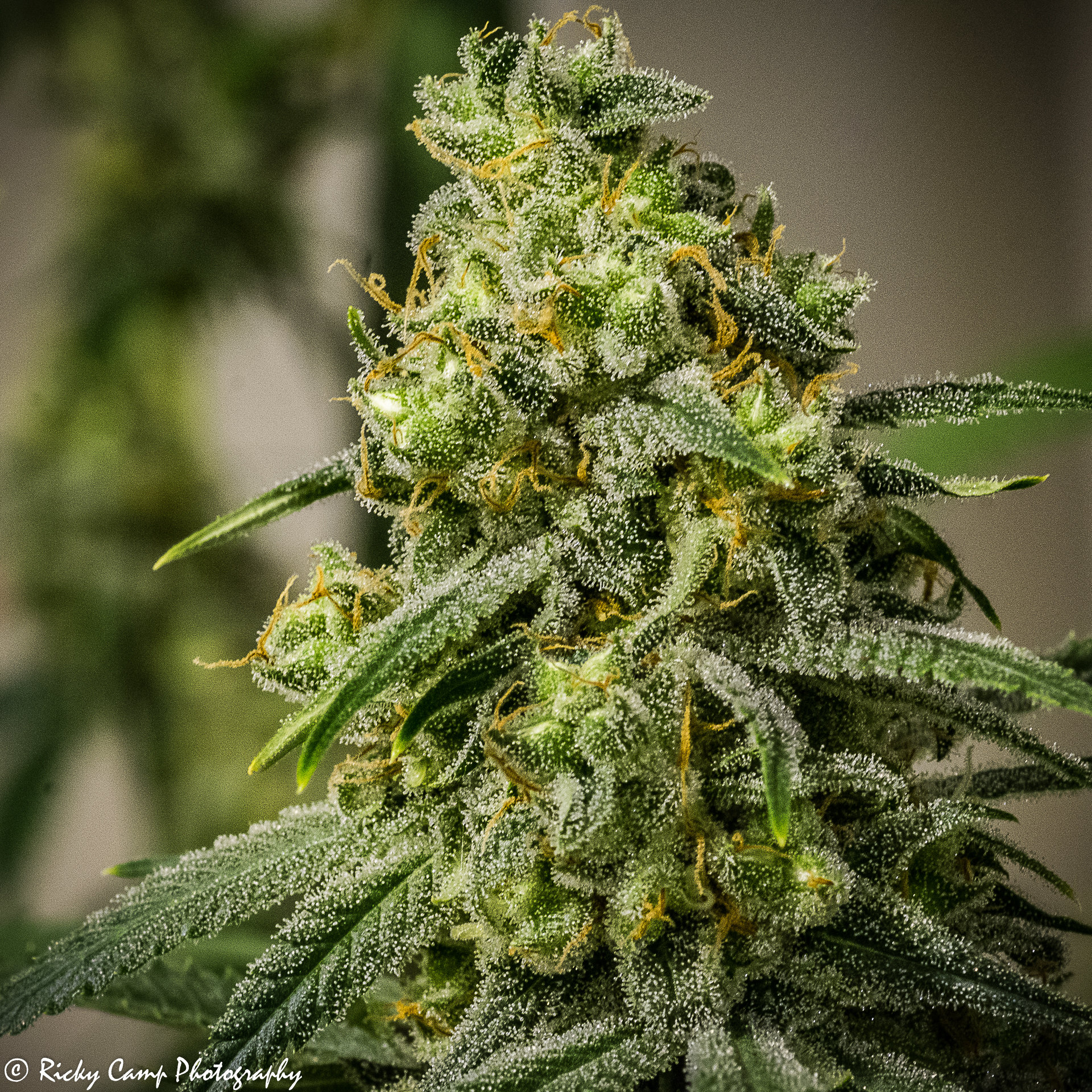 Brothers Grimm Seeds - Rosetta Stone (fem.) 🇺🇸