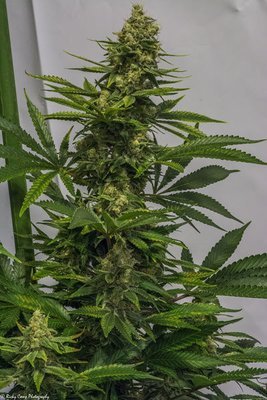 Brothers Grimm Seeds - Rosetta Stone (reg.) 🇺🇸 05305