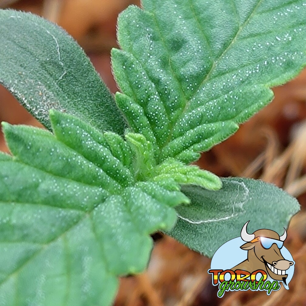 In House Genetics - 33rd Degree (fem.) In House Genetics - 33rd Degree (fem.)