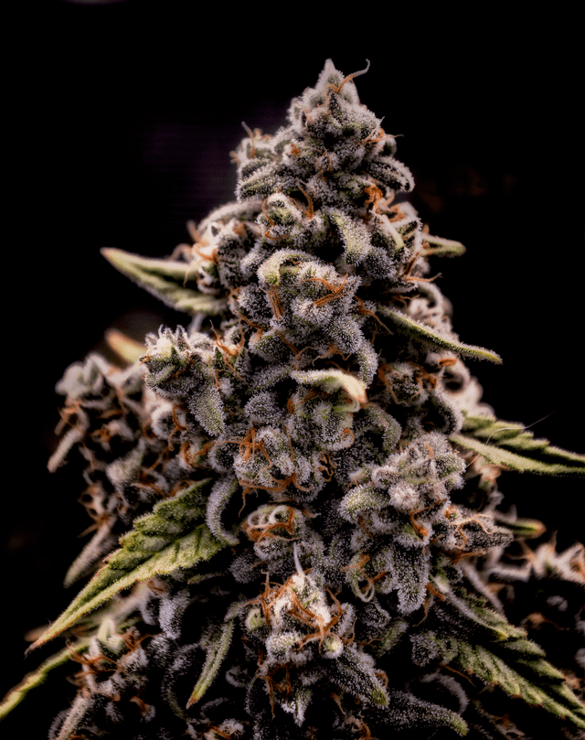 Brothers Grimm Seeds - Genius Juice (fem.) 🇺🇸
