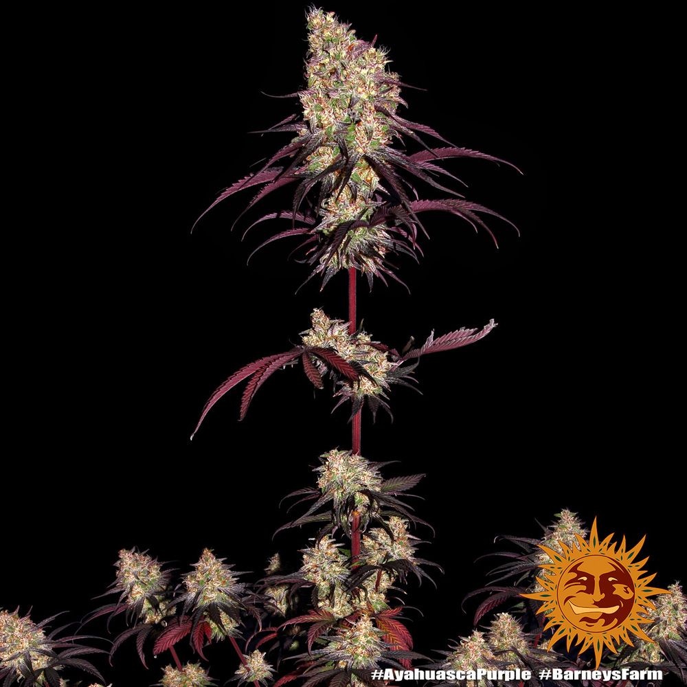 Barney's Farm - Ayahuasca Purple (fem.) Barney's Farm - Ayahuasca Purple (fem.)