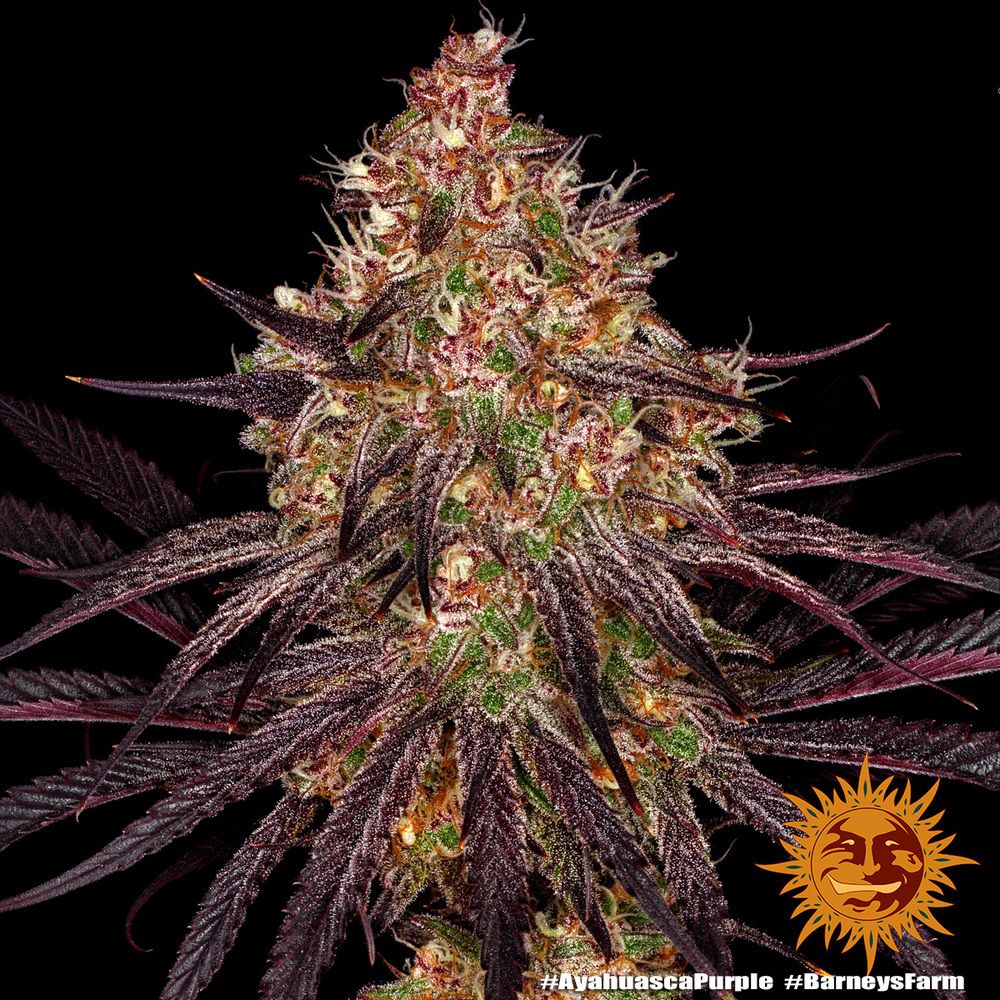 Barney's Farm - Ayahuasca Purple (fem.) Barney's Farm - Ayahuasca Purple (fem.)