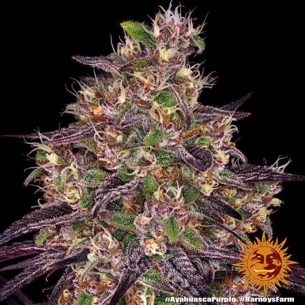 Barney's Farm - Ayahuasca Purple (fem.) Barney's Farm - Ayahuasca Purple (fem.)