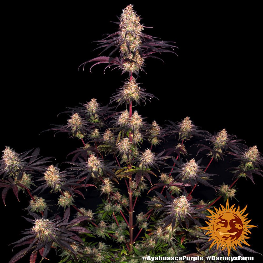 Barney's Farm - Ayahuasca Purple (fem.) Barney's Farm - Ayahuasca Purple (fem.)