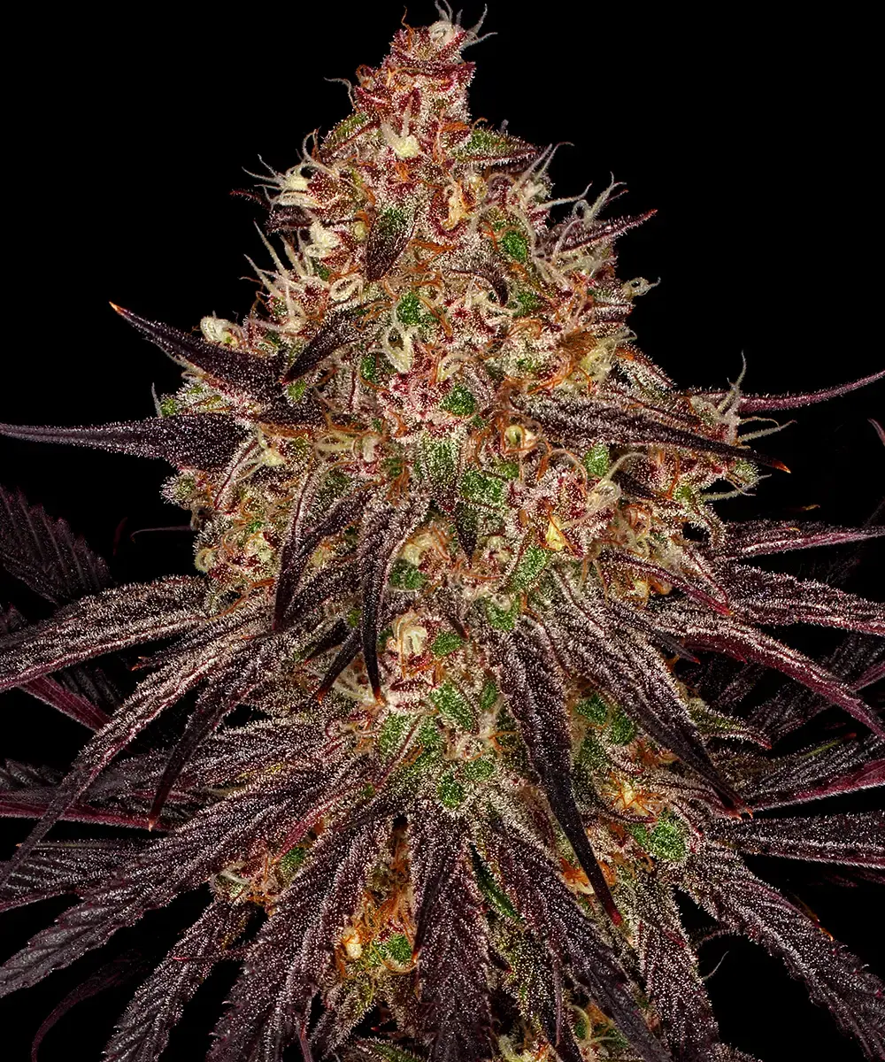 Barney's Farm - Ayahuasca Purple (fem.) Barney's Farm - Ayahuasca Purple (fem.)