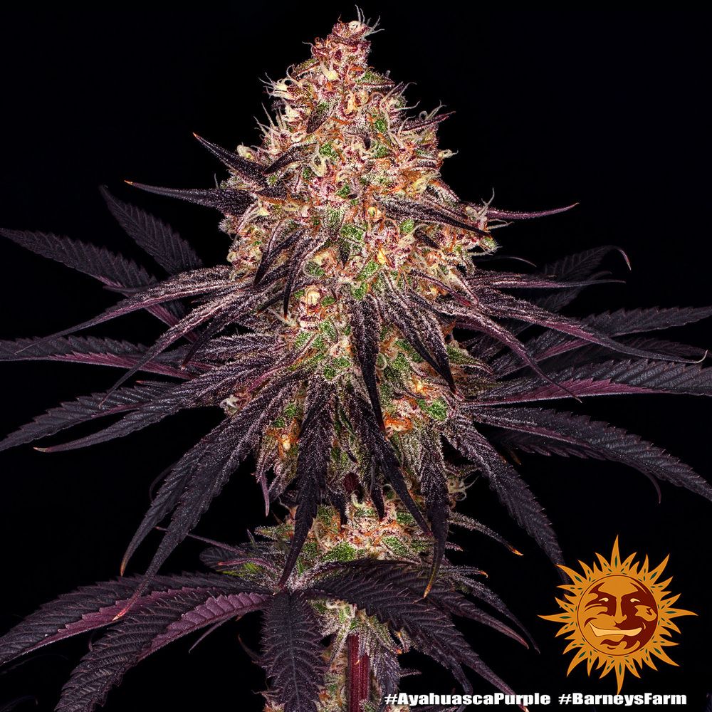 Barney's Farm - Ayahuasca Purple (fem.) Barney's Farm - Ayahuasca Purple (fem.)
