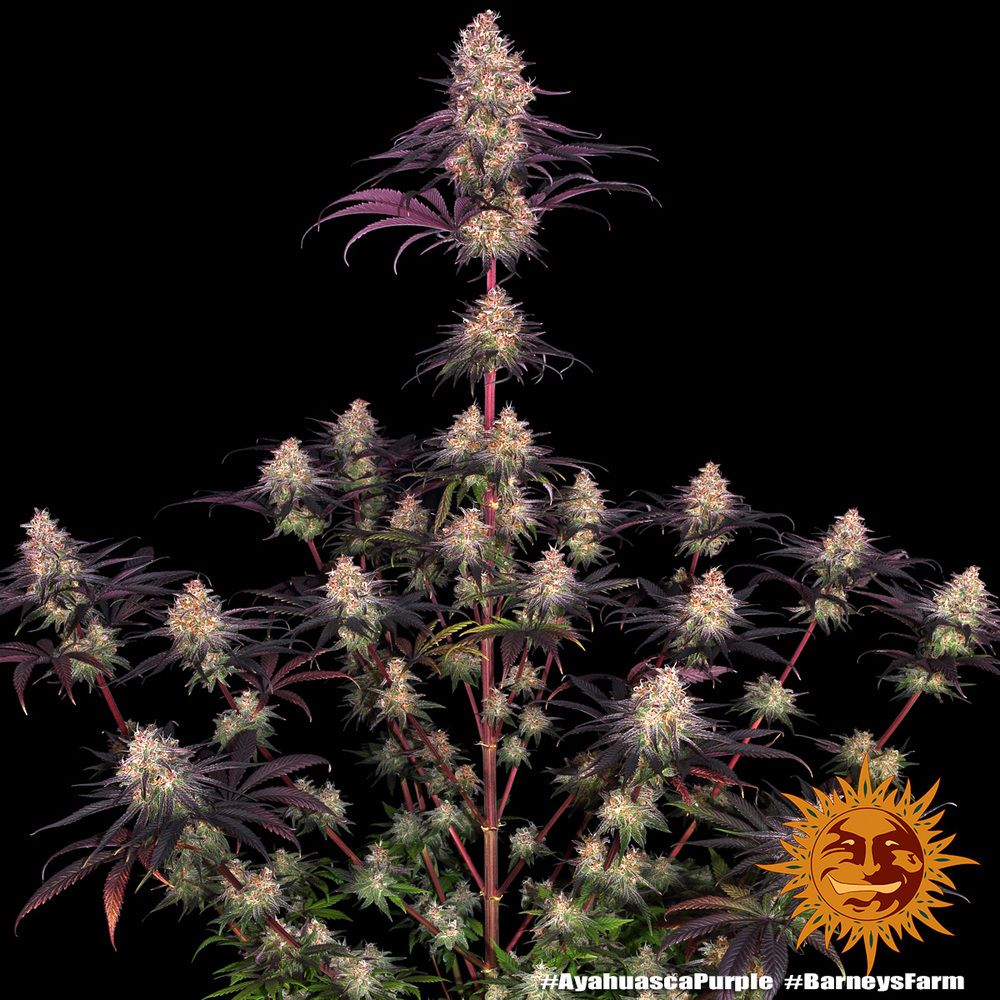 Barney's Farm - Ayahuasca Purple (fem.) Barney's Farm - Ayahuasca Purple (fem.)