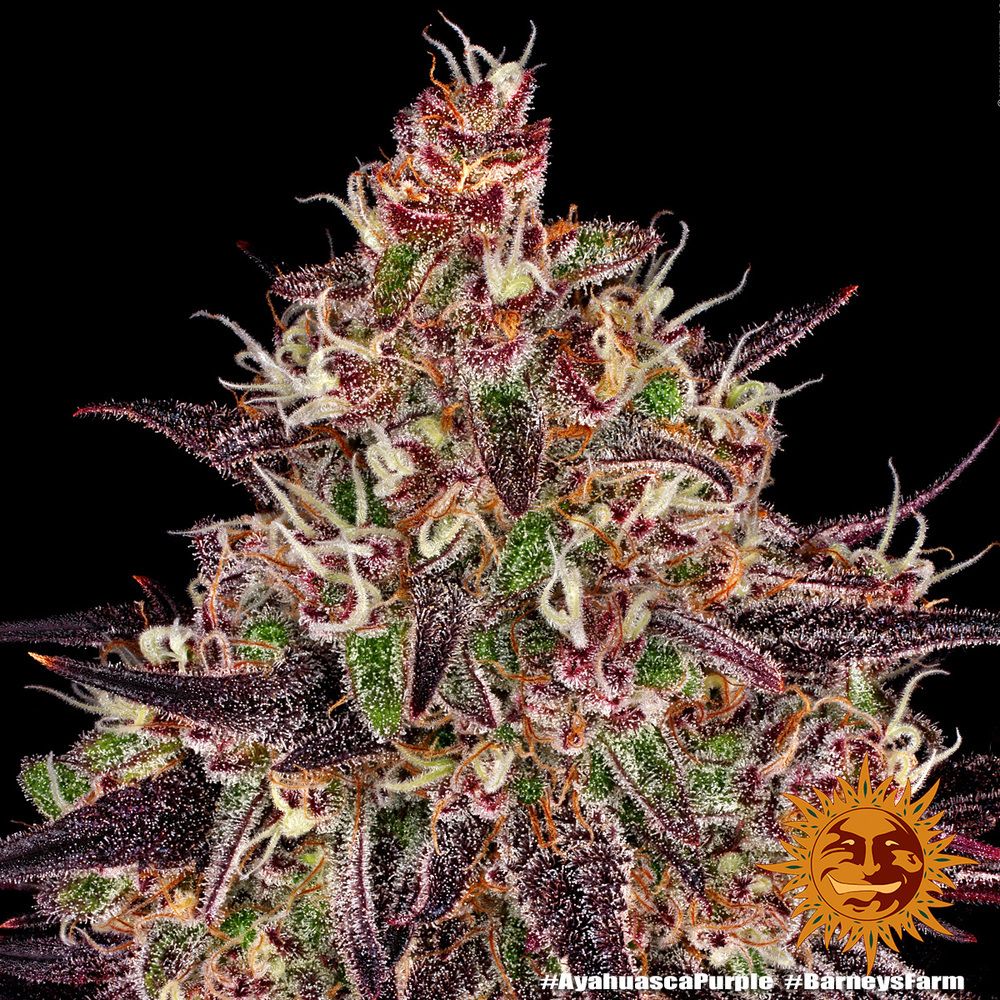 Barney's Farm - Ayahuasca Purple (fem.) Barney's Farm - Ayahuasca Purple (fem.)