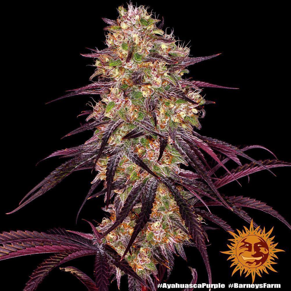 Barney's Farm - Ayahuasca Purple (fem.) Barney's Farm - Ayahuasca Purple (fem.)