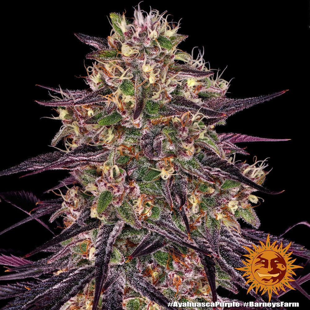 Barney's Farm - Ayahuasca Purple (fem.) Barney's Farm - Ayahuasca Purple (fem.)
