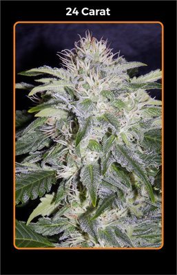 Mephisto Genetics - 24 Carat (auto/fem.) 05337