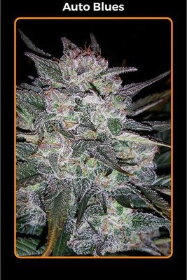 Mephisto Genetics - Auto Blues (auto/fem.) 05341