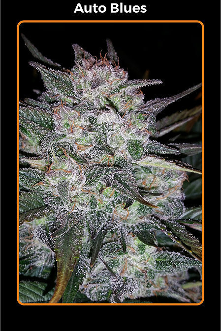 Mephisto Genetics - Auto Blues (auto/fem.)
