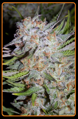 Mephisto Genetics - Chem City Blues (auto/fem.) 05342