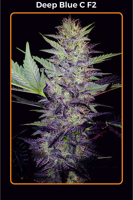 Mephisto Genetics - Deep Blue C F2 (auto/fem.)