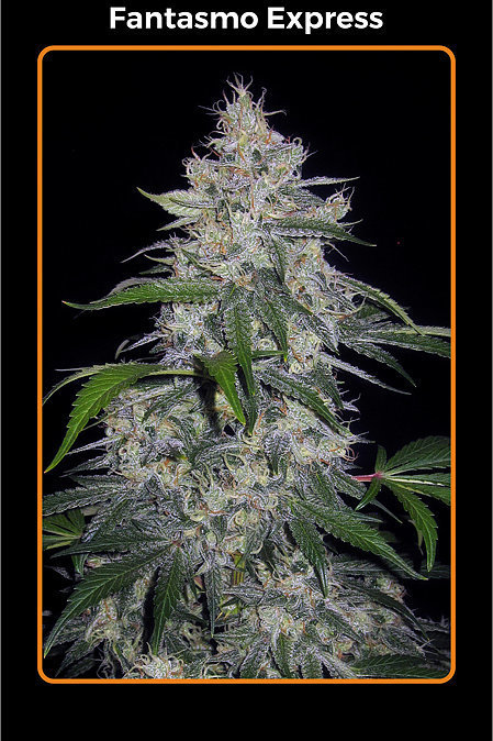 Mephisto Genetics - Fantasmo Express (auto/fem.)