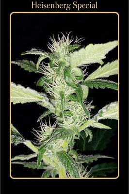 Mephisto Genetics - Heisenberg Special (auto/fem.) 05345