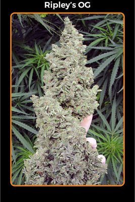 Mephisto Genetics - Ripley's OG (auto/fem.) 05347