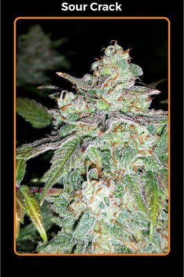 Mephisto Genetics - Sour Crack (auto/fem.) 05348