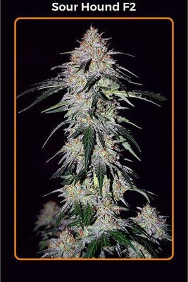 Mephisto Genetics - Sour Hound F2 (auto/fem.) 05349