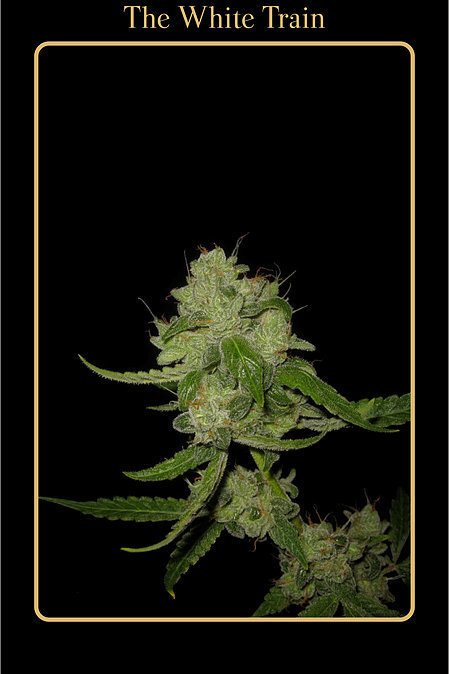 Mephisto Genetics - The White Train (auto/fem.)