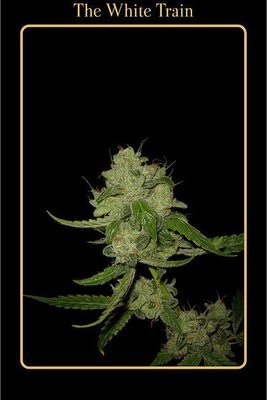 Mephisto Genetics - The White Train (auto/fem.) 05350