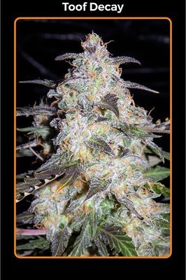 Mephisto Genetics - Toof Decay (auto/fem.) 05351