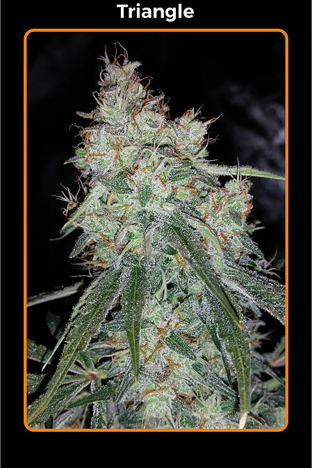Mephisto Genetics - Triangle (auto/fem.) Mephisto Genetics - Triangle (auto/fem.)