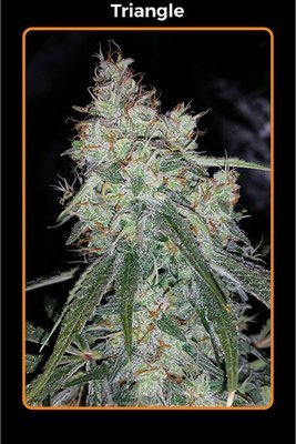 Mephisto Genetics - Triangle (auto/fem.) 05352