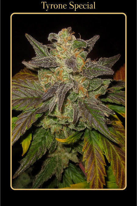 Mephisto Genetics - Tyrone Special (auto/fem.)