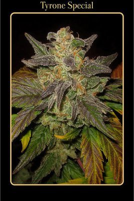 Mephisto Genetics - Tyrone Special (auto/fem.) 05353