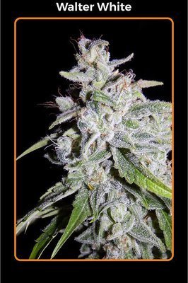 Mephisto Genetics - Walter White (auto/fem.) 05354
