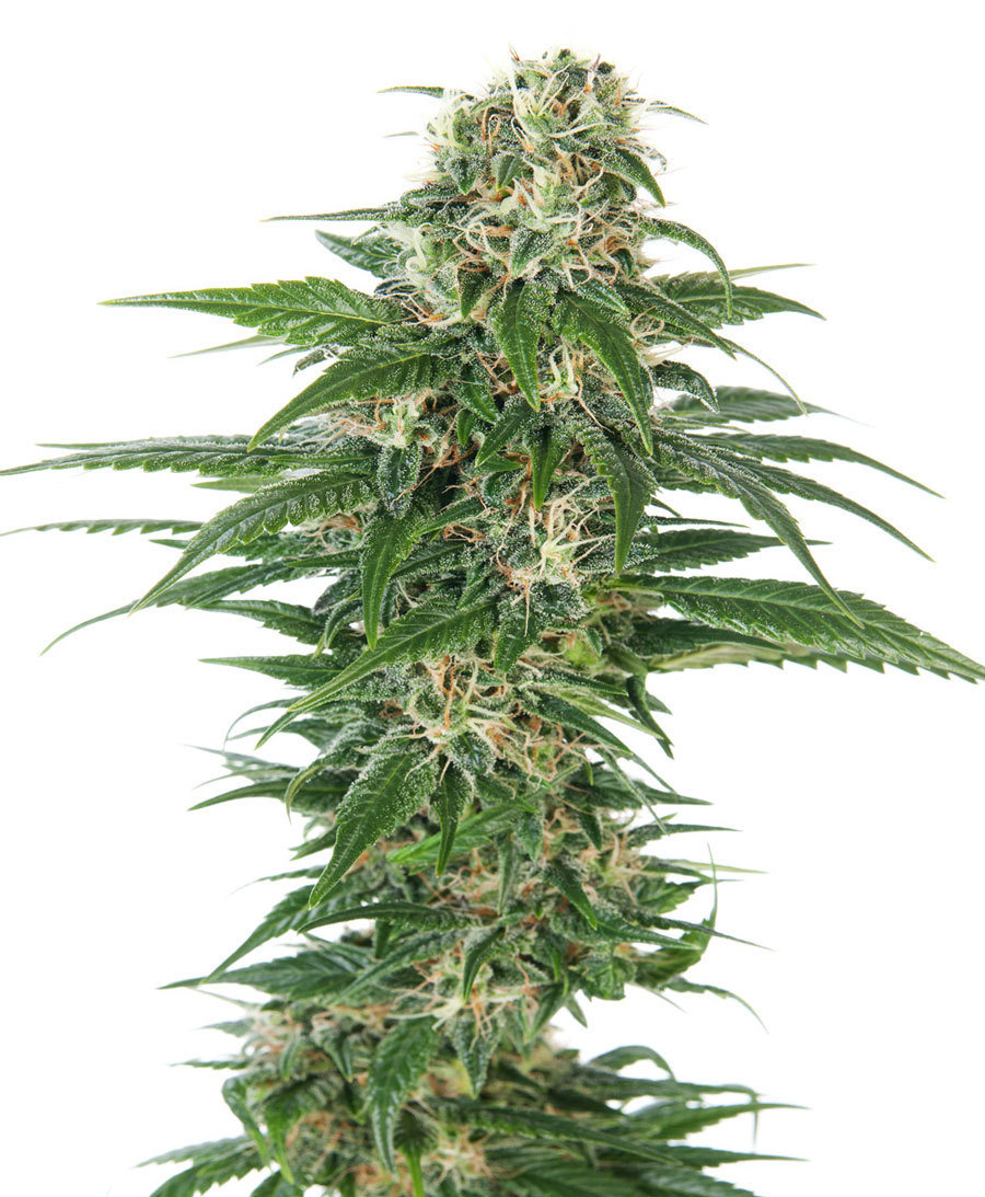Sensi Seeds - Early Skunk Automatic (auto/fem.)