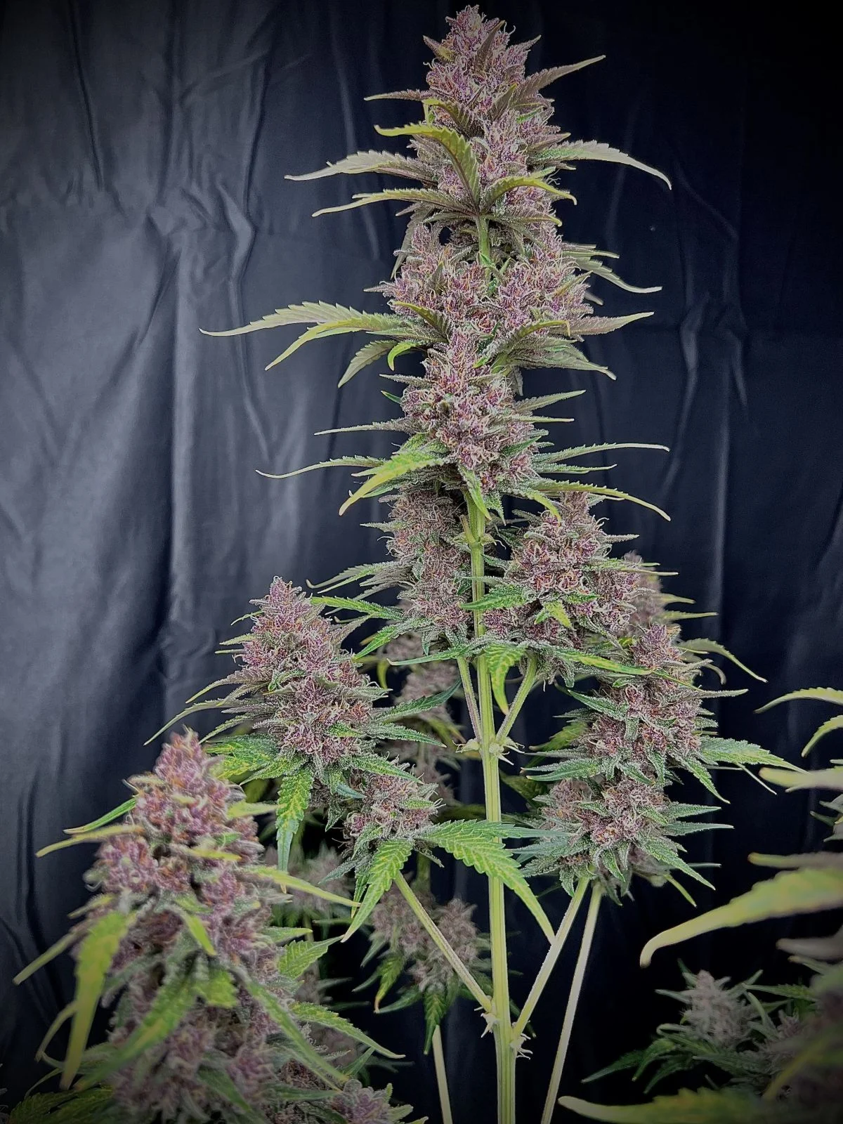 FastBuds - Banana Purple Punch Auto (auto/fem.) FastBuds - Banana Purple Punch Auto (auto/fem.)