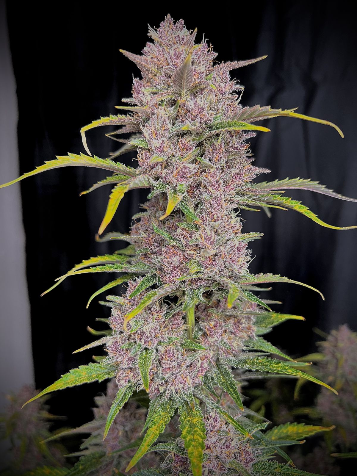 FastBuds - Banana Purple Punch Auto (auto/fem.) FastBuds - Banana Purple Punch Auto (auto/fem.)