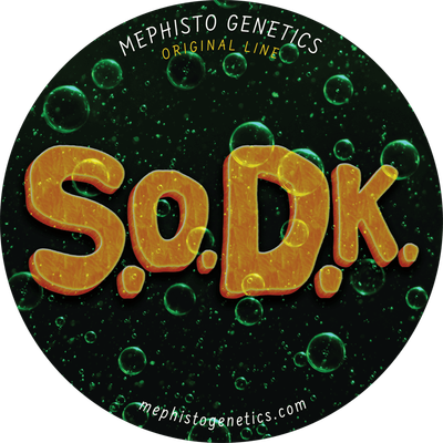 Mephisto Genetics - S.O.D.K (auto/fem.) 06206