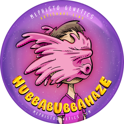 Mephisto Genetics - HubbaBubbaHaze (auto/fem.) 09210
