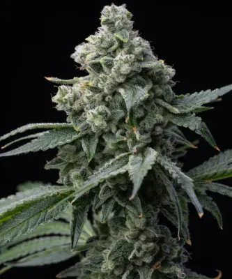 Barney's Farm - Bruce Banner (fem.) 10201
