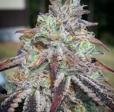 The Cali Connection - Purple Diesel (fem.) 🇺🇸 07699