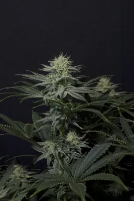 FastBuds - GG4 Sherbet Fast Flowering (fem.) 08906