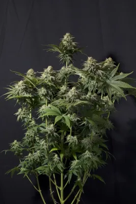 FastBuds - Orange Sherbet Fast Flowering (fem.) 08902